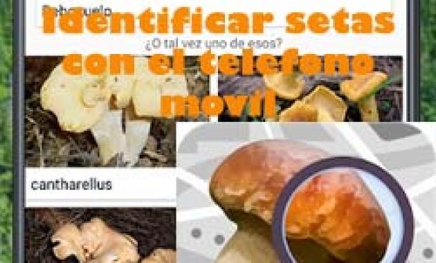 Identificar setas con el teléfono móvil